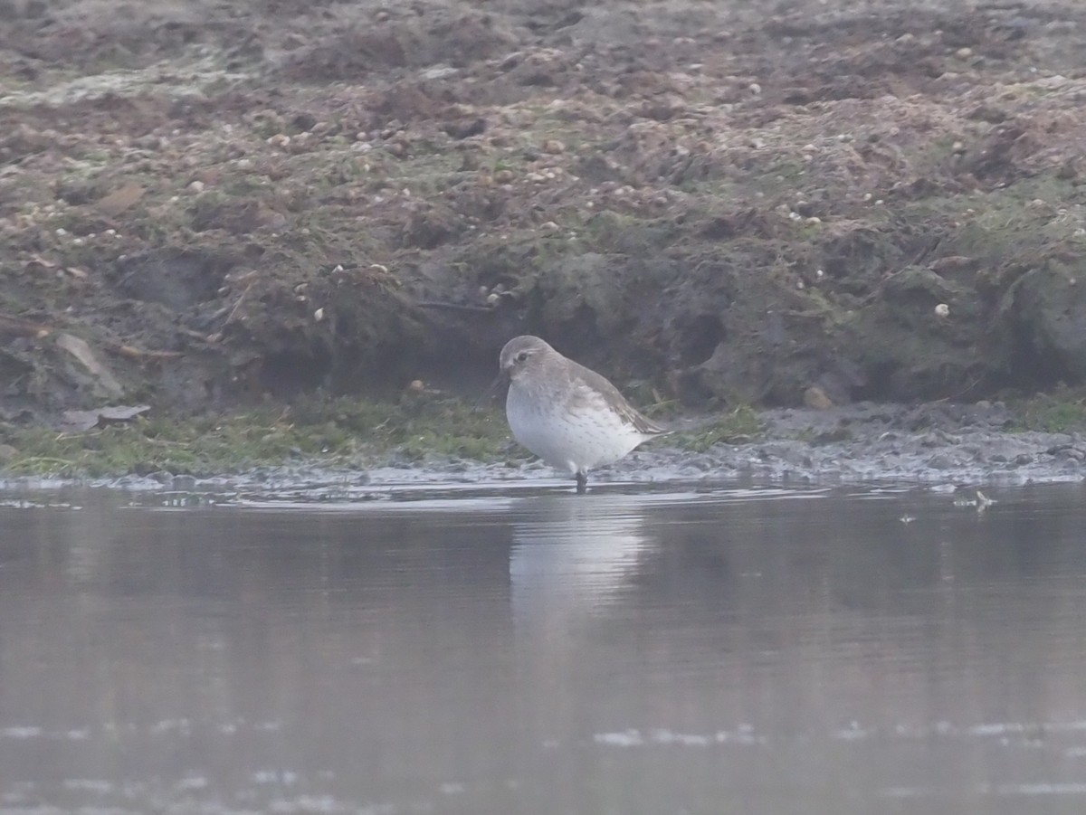 Txirri arrunta - ML276625241