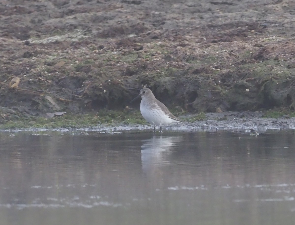 Txirri arrunta - ML276625421