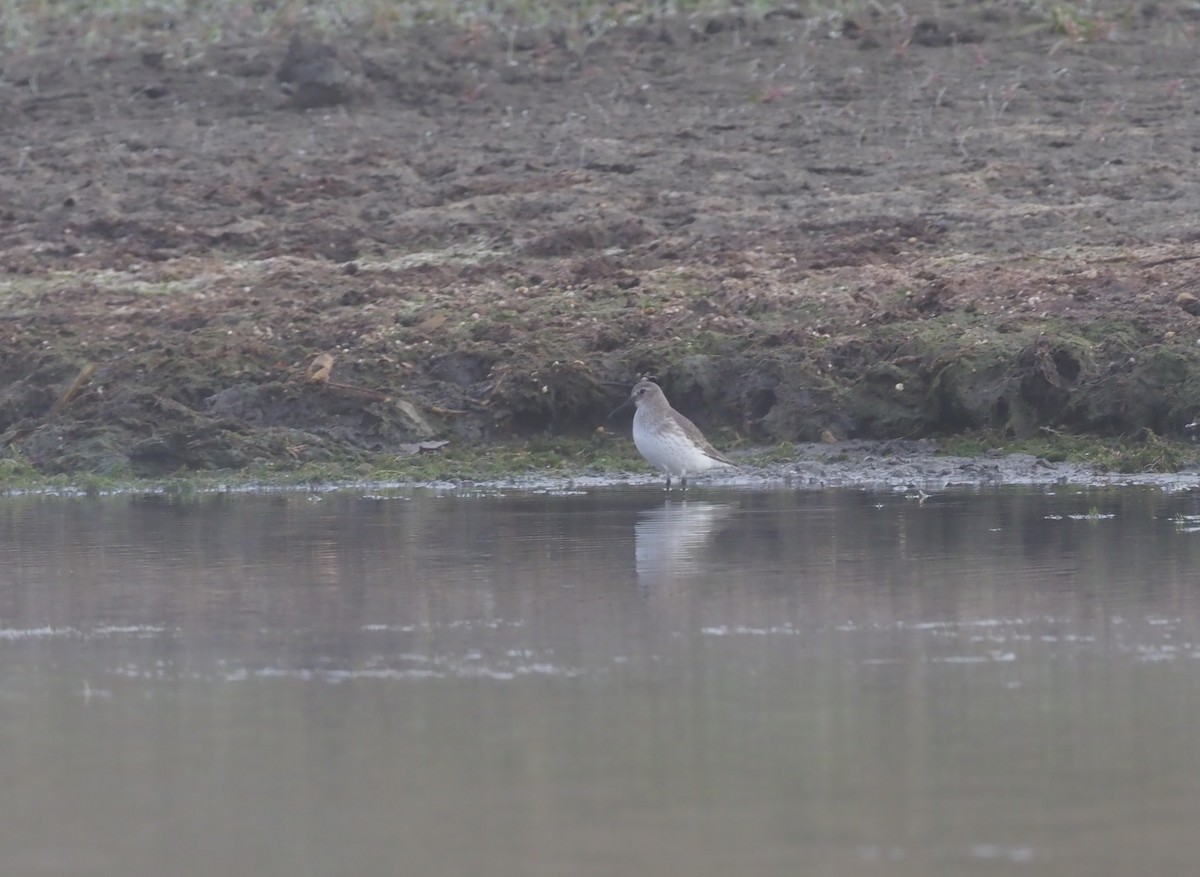 Txirri arrunta - ML276625621