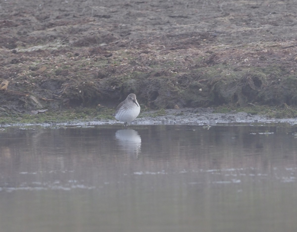 Txirri arrunta - ML276625901