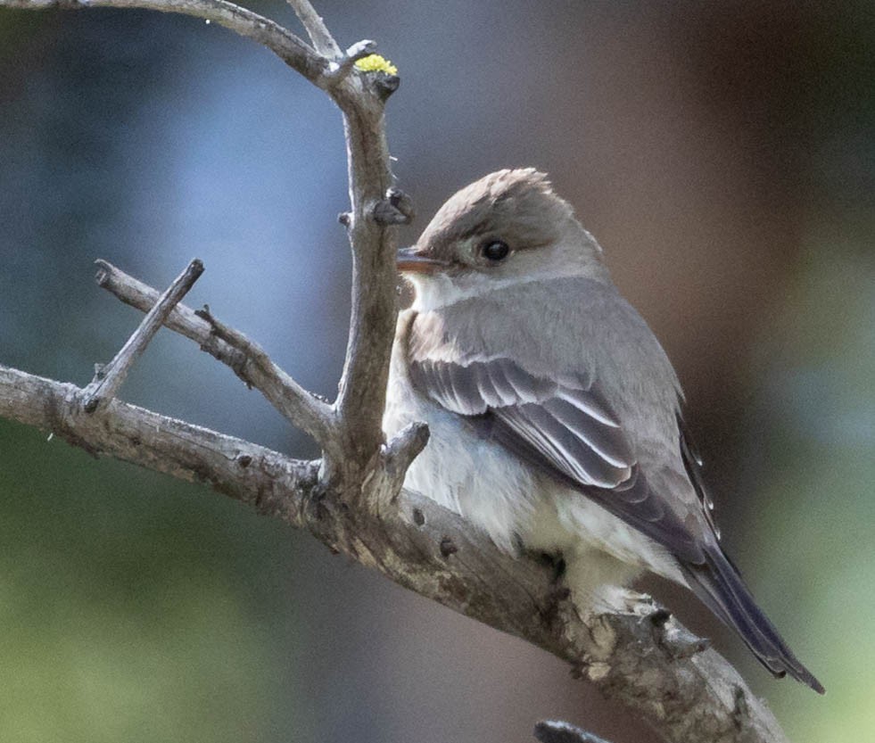 Western Wood-Pewee - Kirk Gardner