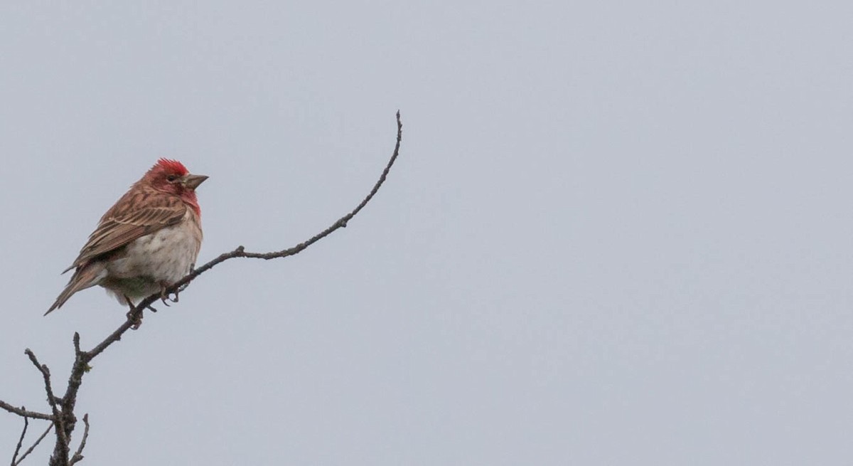 Cassin's Finch - Kirk Gardner