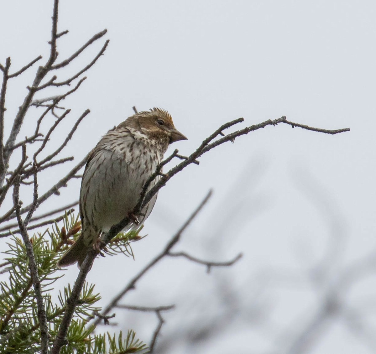 Cassin's Finch - ML276626421