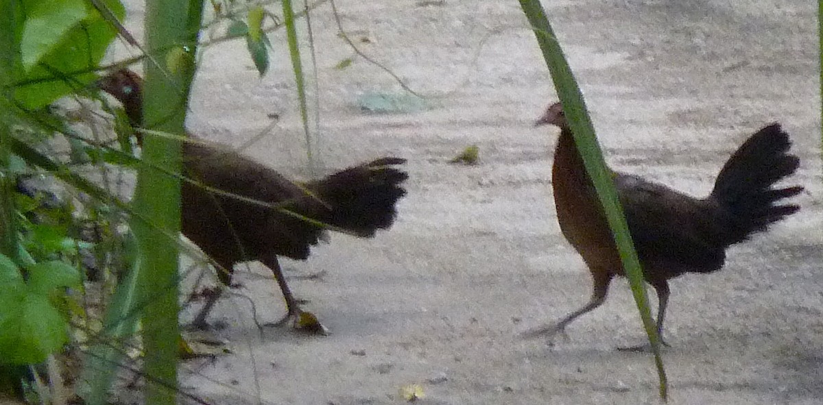 Red Junglefowl - Glenn Morris