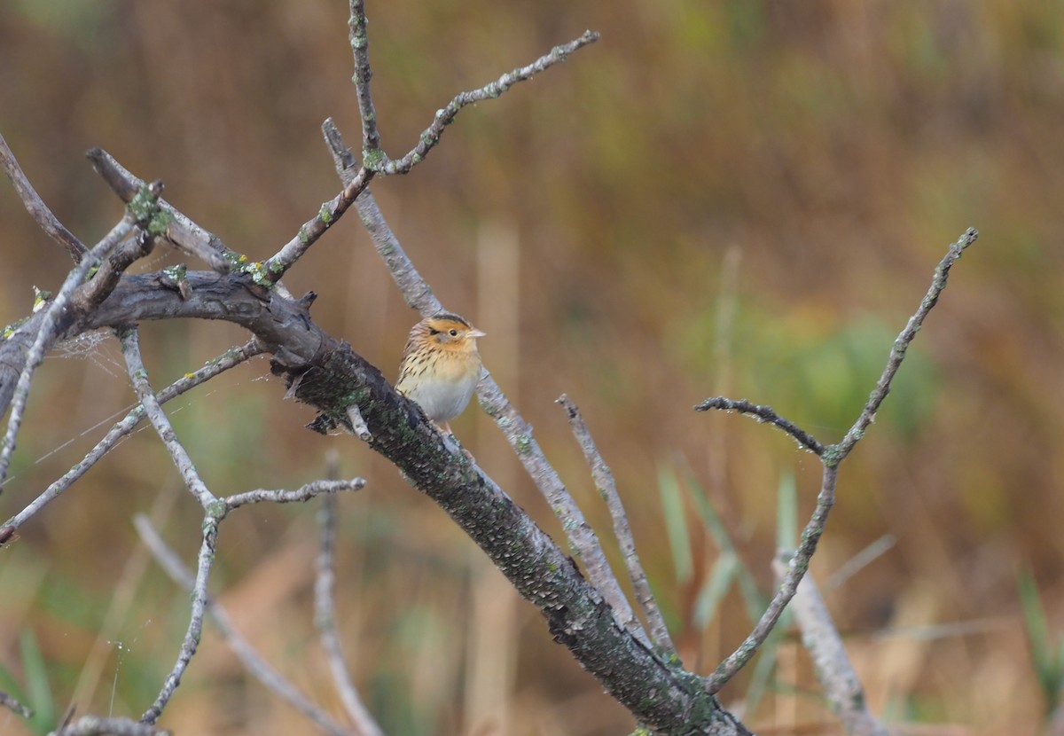 LeConte's Sparrow - ML276626901