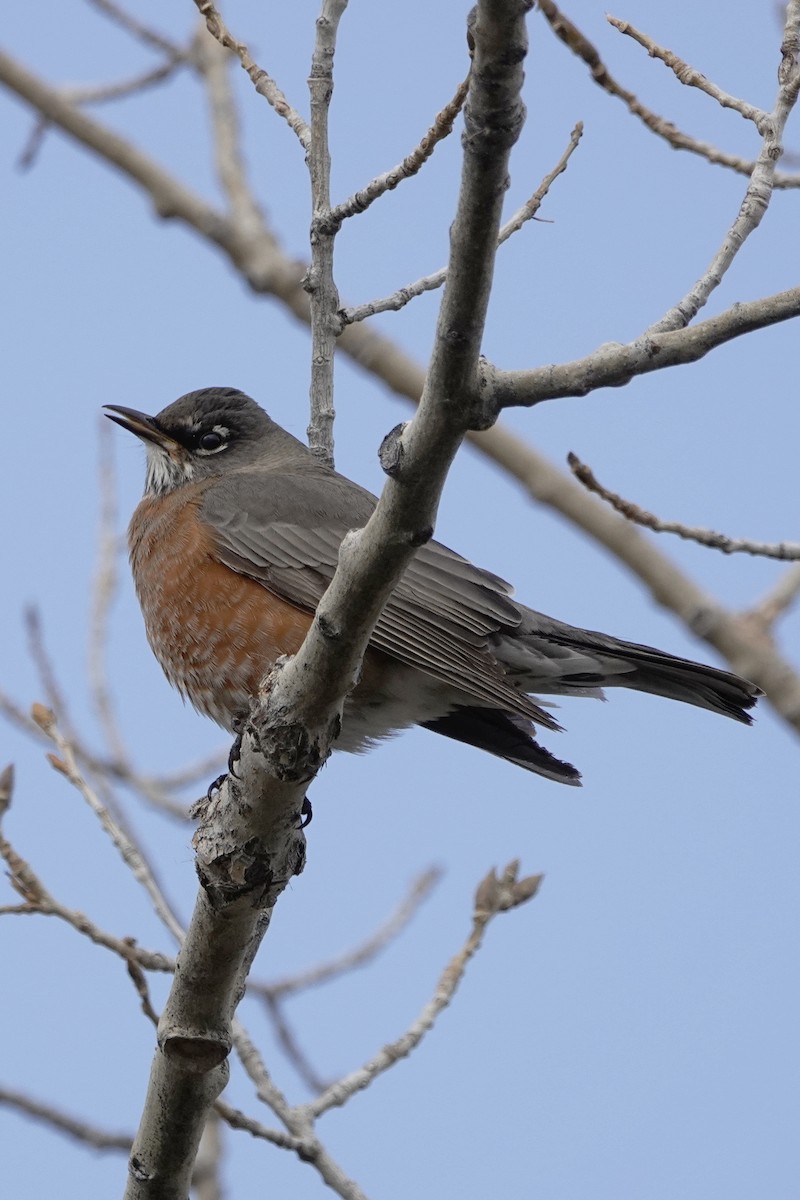 Wanderdrossel - ML276627671