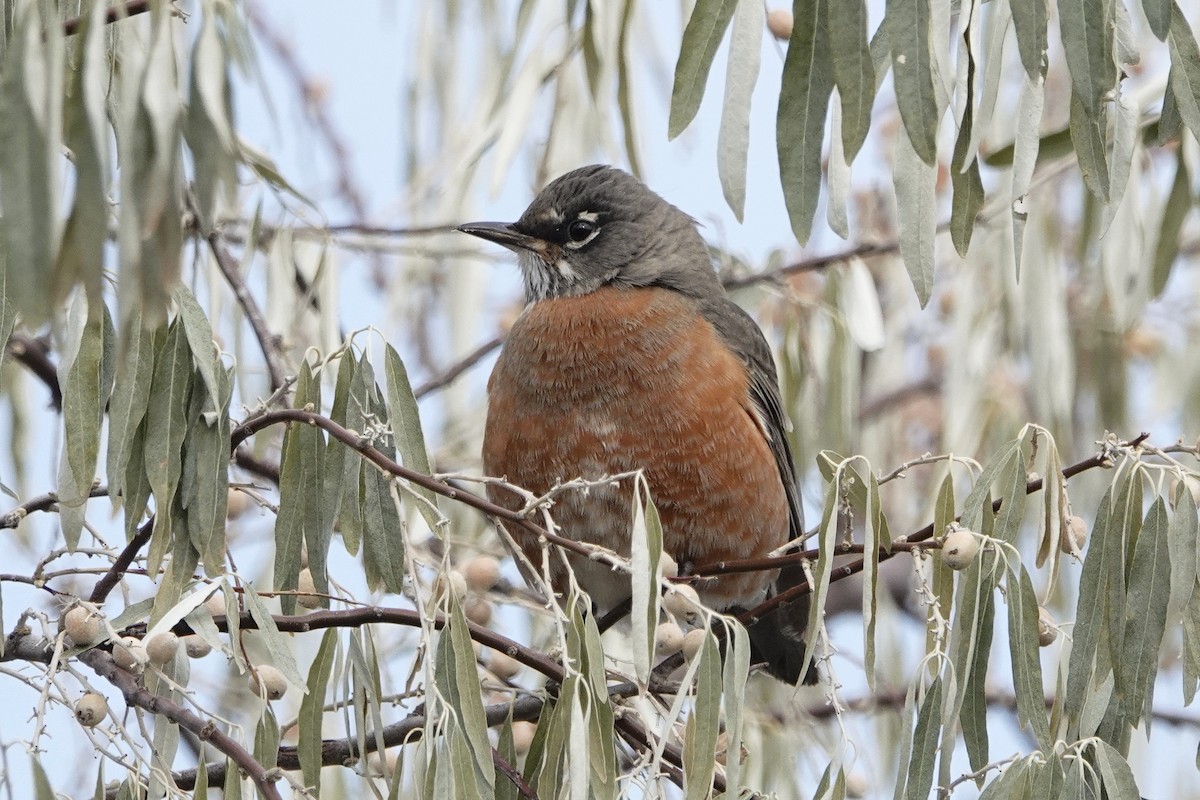 Wanderdrossel - ML276627691