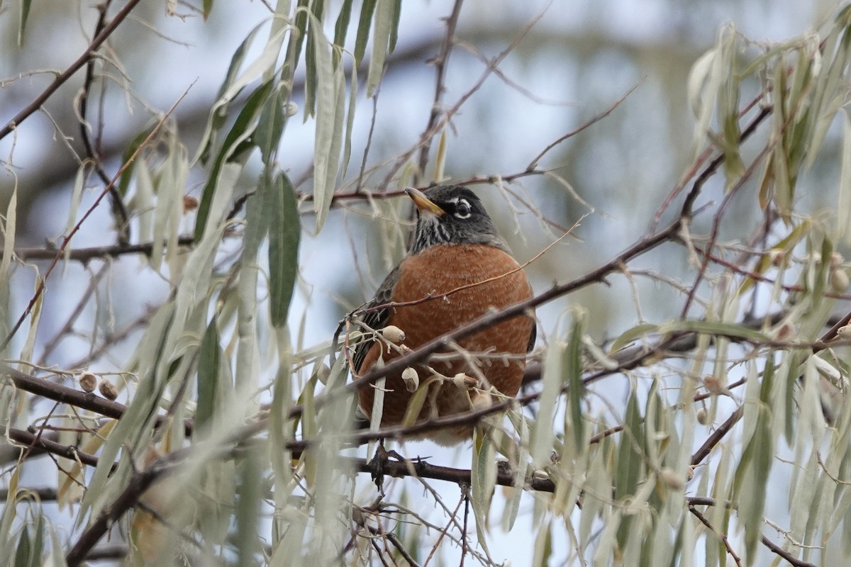 Wanderdrossel - ML276627701