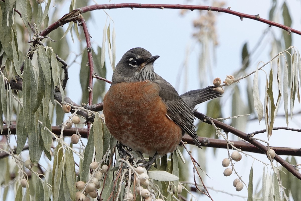 Wanderdrossel - ML276627711