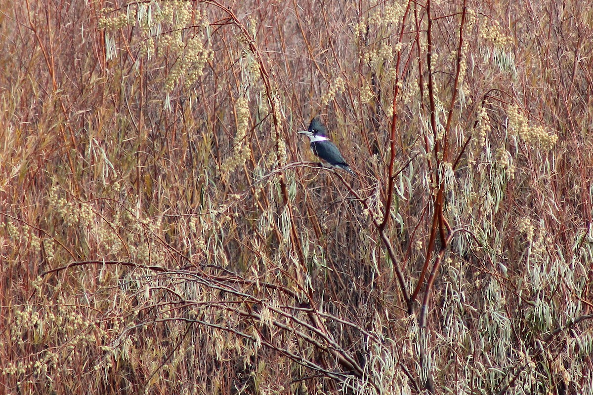Belted Kingfisher - ML276628181