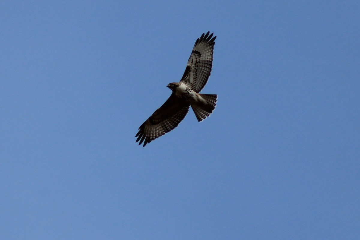 Red-tailed Hawk - ML276628651