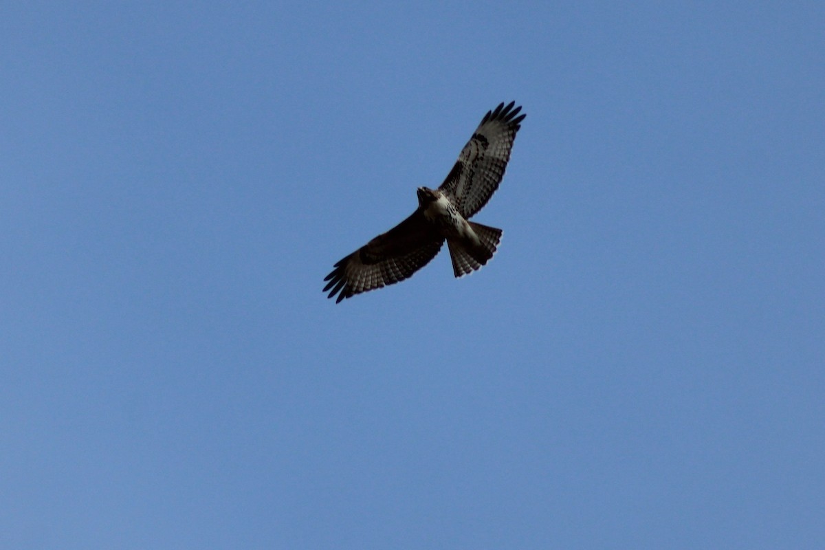 Red-tailed Hawk - ML276628671