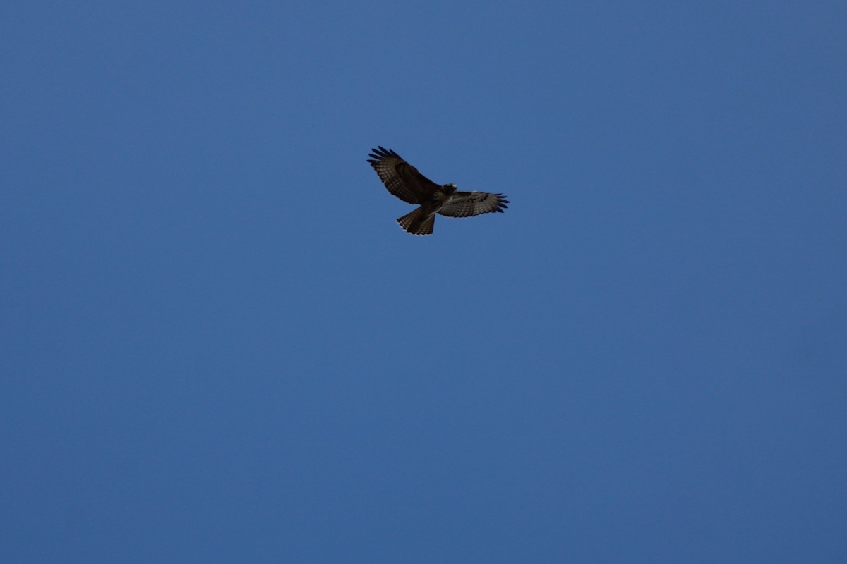 Red-tailed Hawk - ML276628681