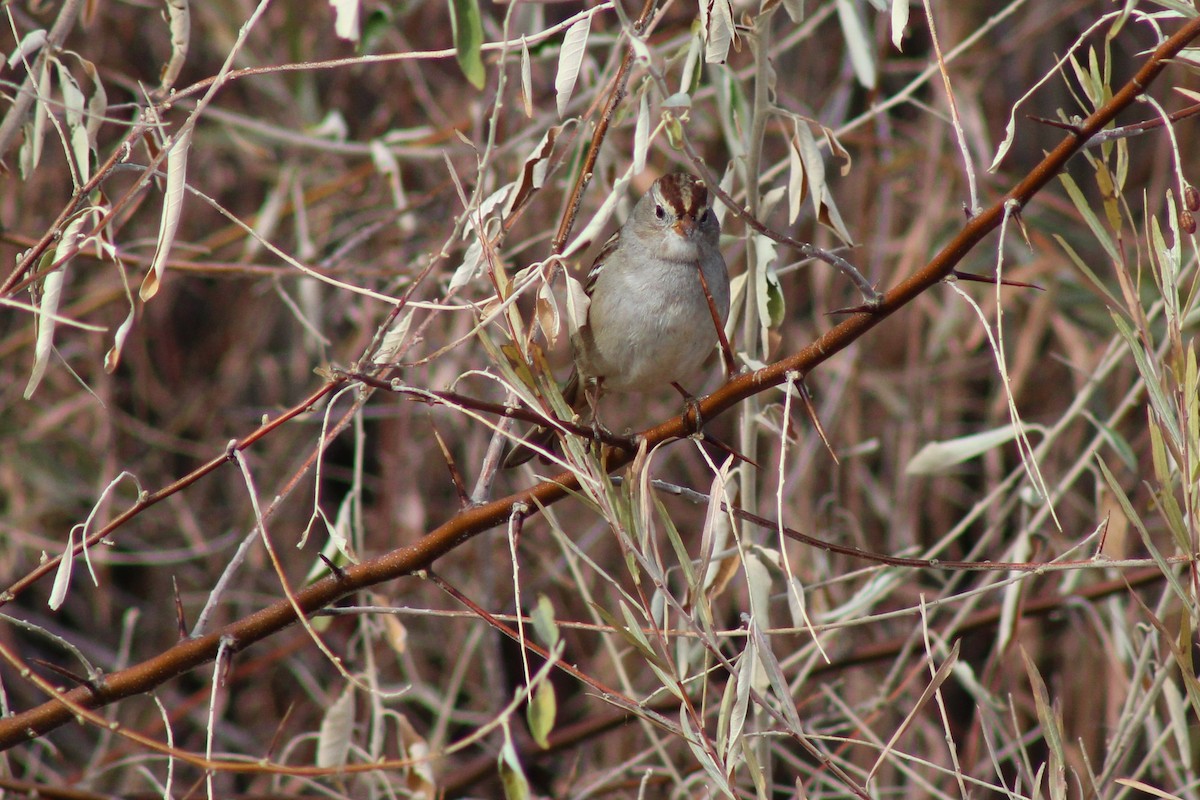 White-crowned Sparrow - ML276629931