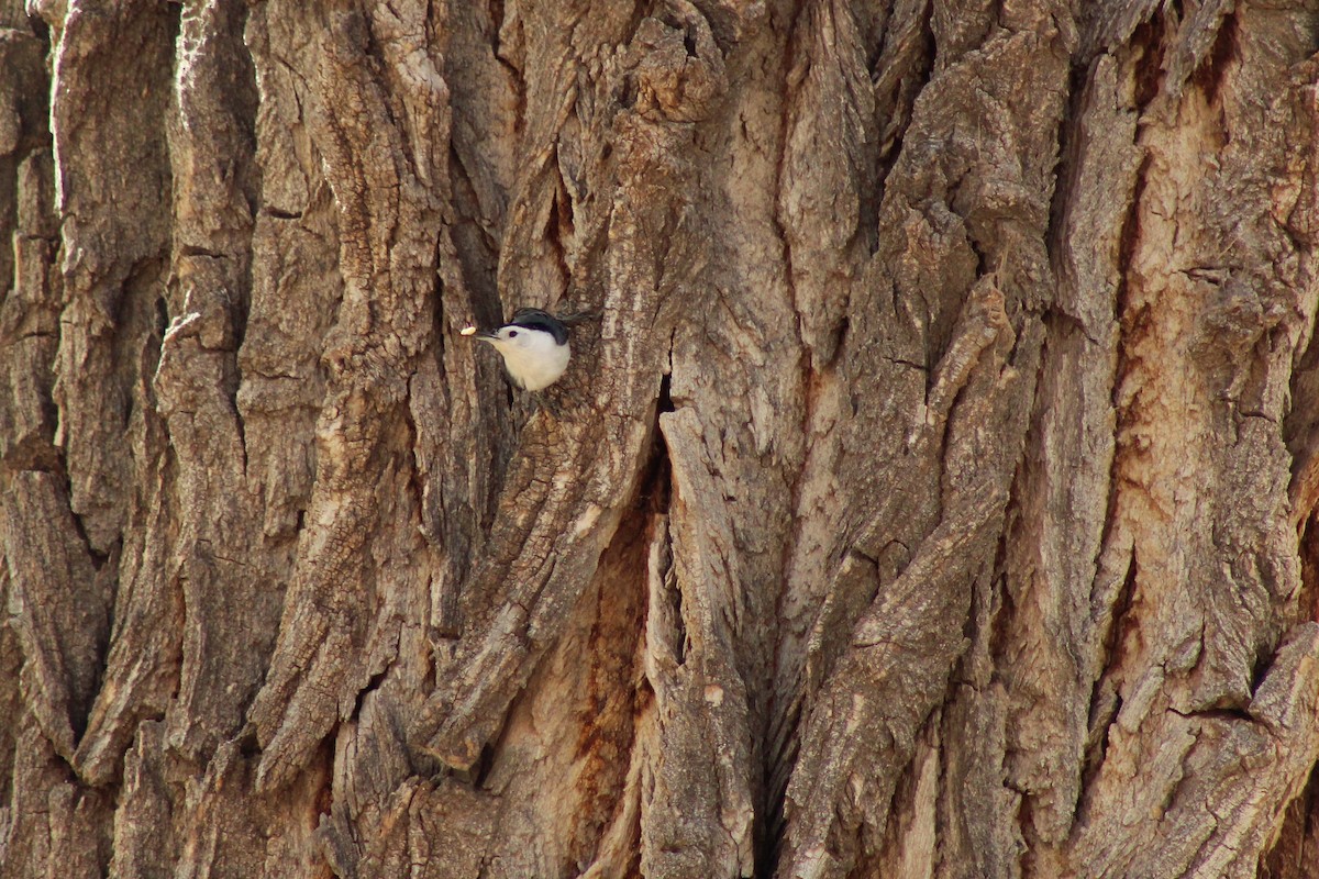 White-breasted Nuthatch - ML276629991