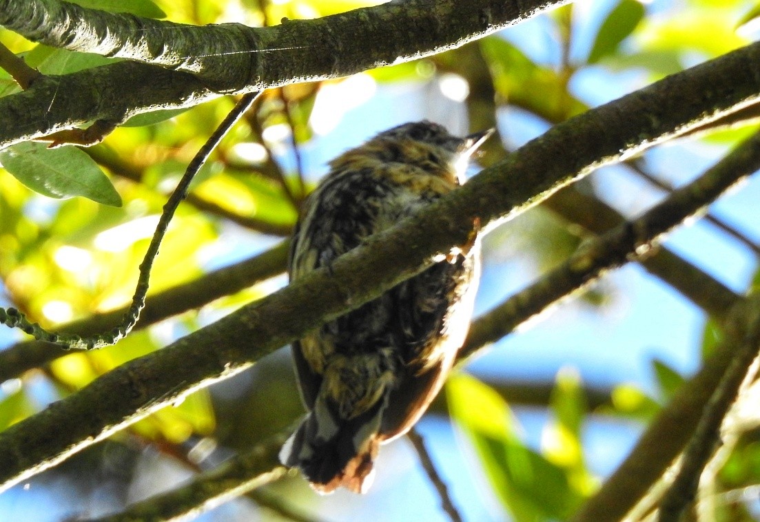 Mottled Piculet - ML276631881