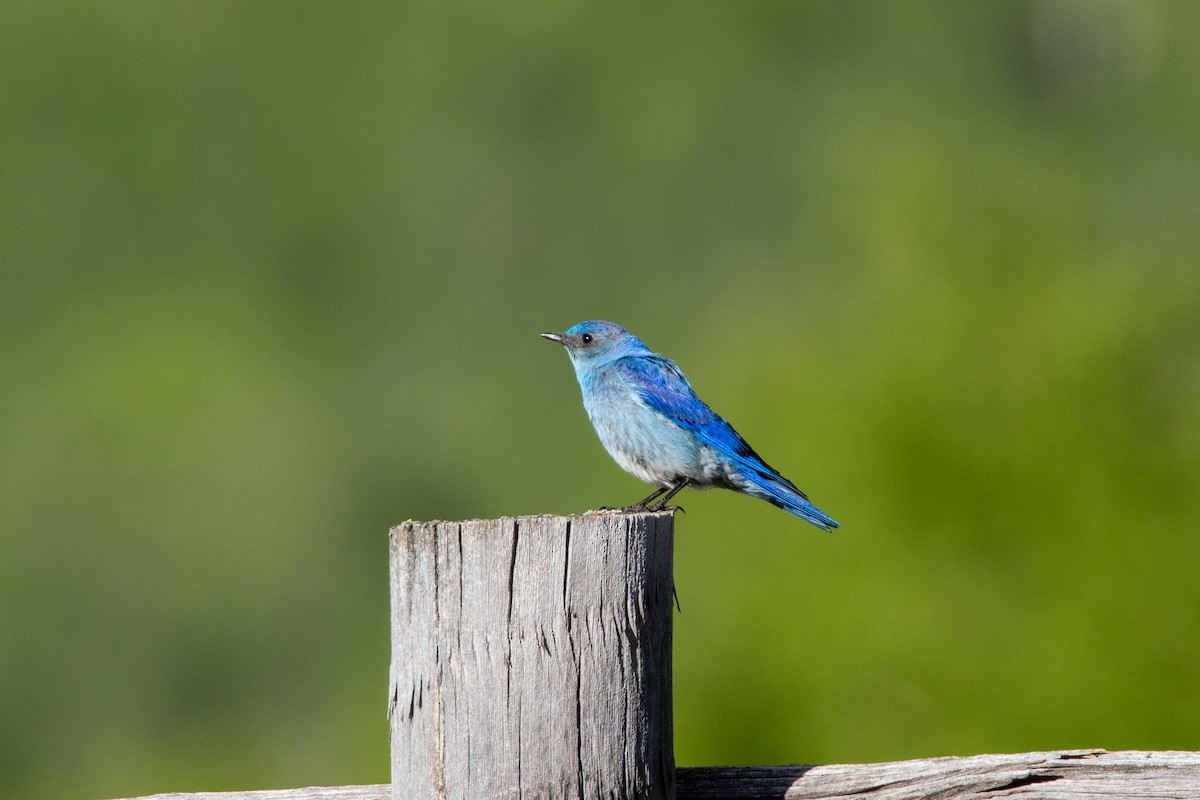 Mountain Bluebird - ML276632061