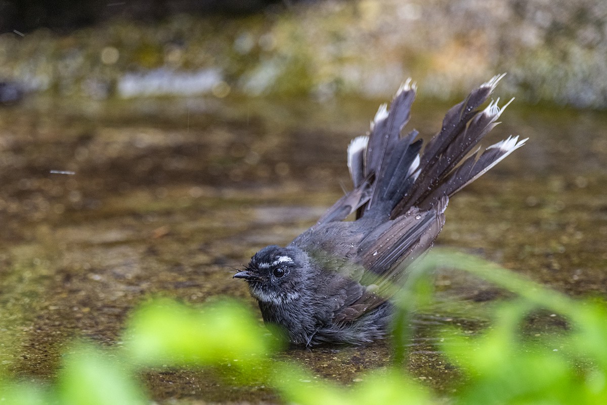 White-throated Fantail - ML276633321