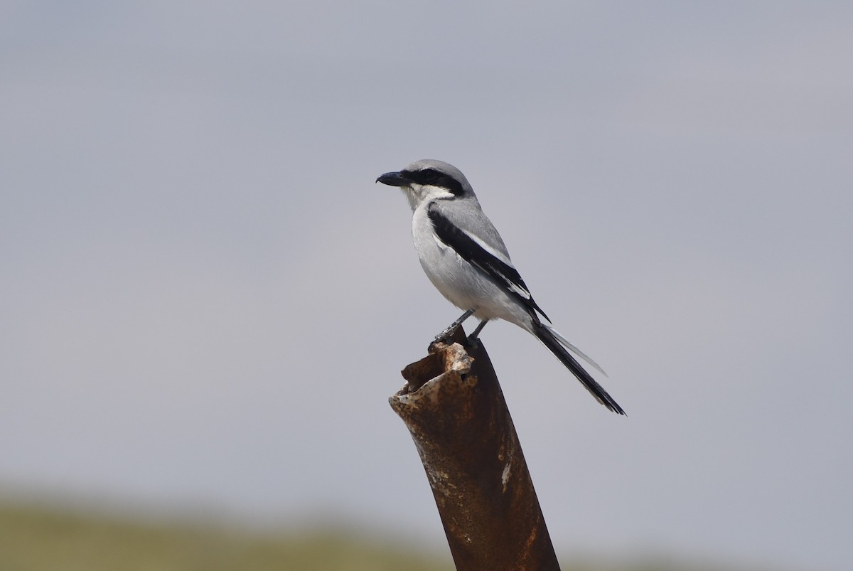 Great Gray Shrike - ML276637221