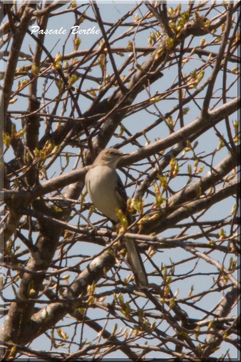 Northern Mockingbird - ML27663791