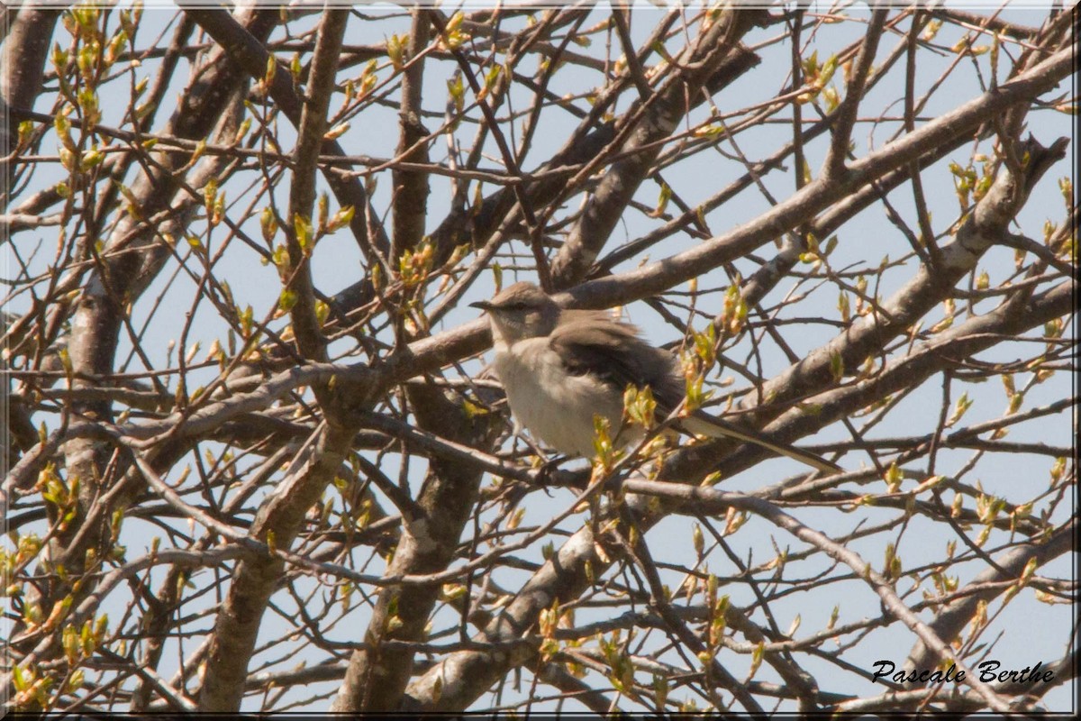 חקיינית צפונית - ML27663811