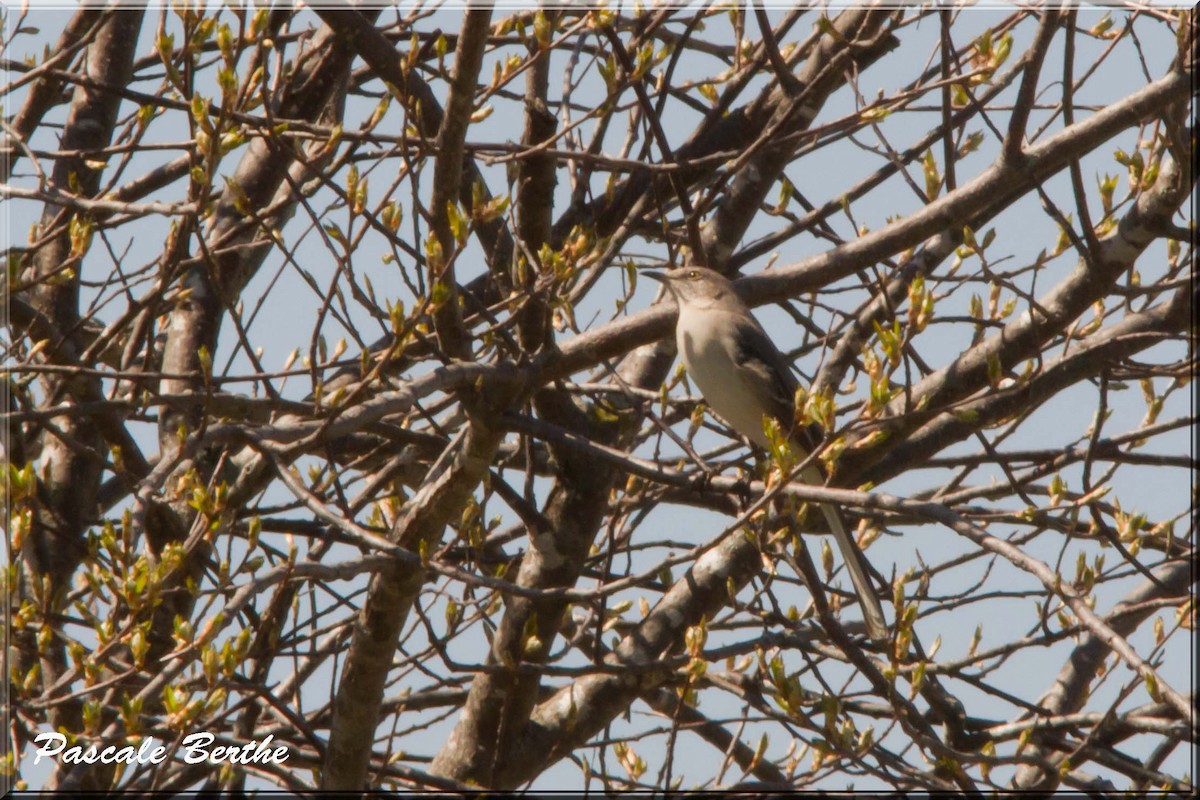 Northern Mockingbird - Pascale Berthe