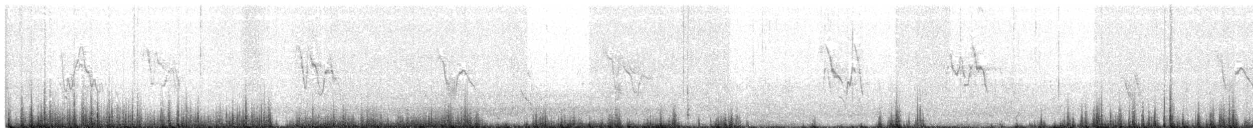 White Wagtail (ocularis) - ML27664301