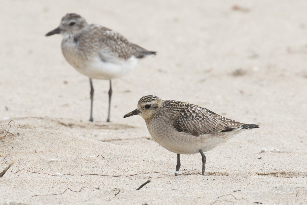 Pacific Golden-Plover - Garrett Lau