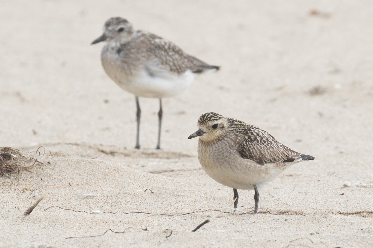 Pacific Golden-Plover - Garrett Lau