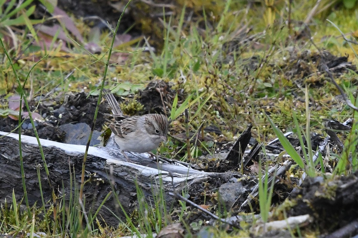 Brewer's Sparrow - Steve Heinl