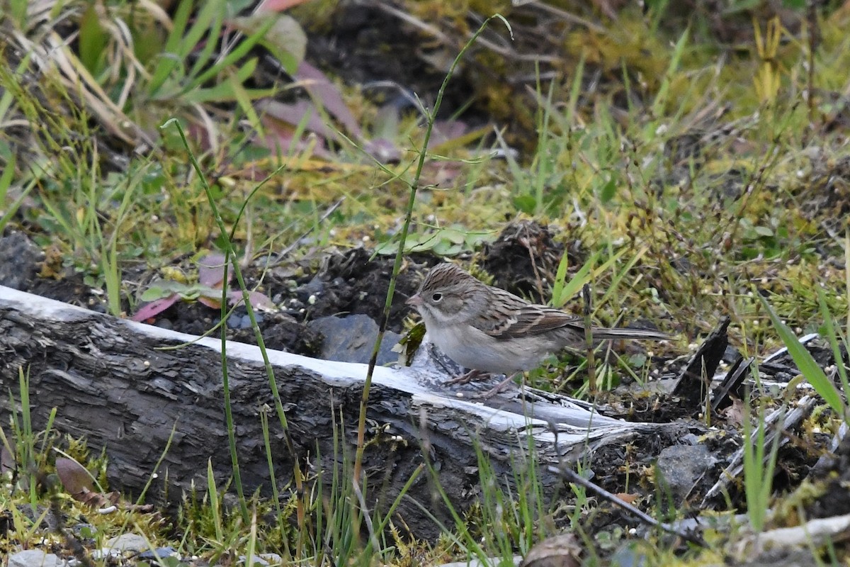 Brewer's Sparrow - Steve Heinl