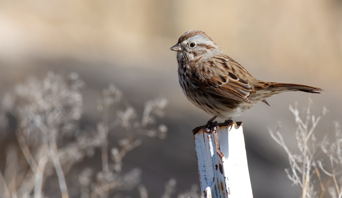 Song Sparrow - ML276649281