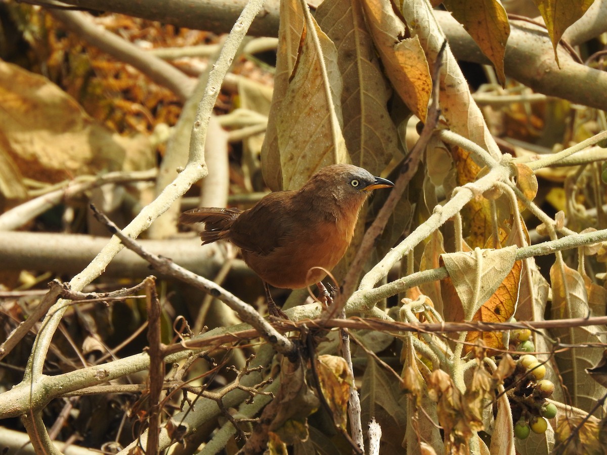 Rufous Babbler - ML276649391