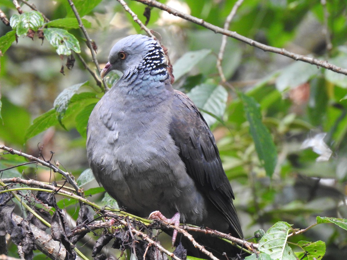 Nilgiri Wood-Pigeon - ML276649991