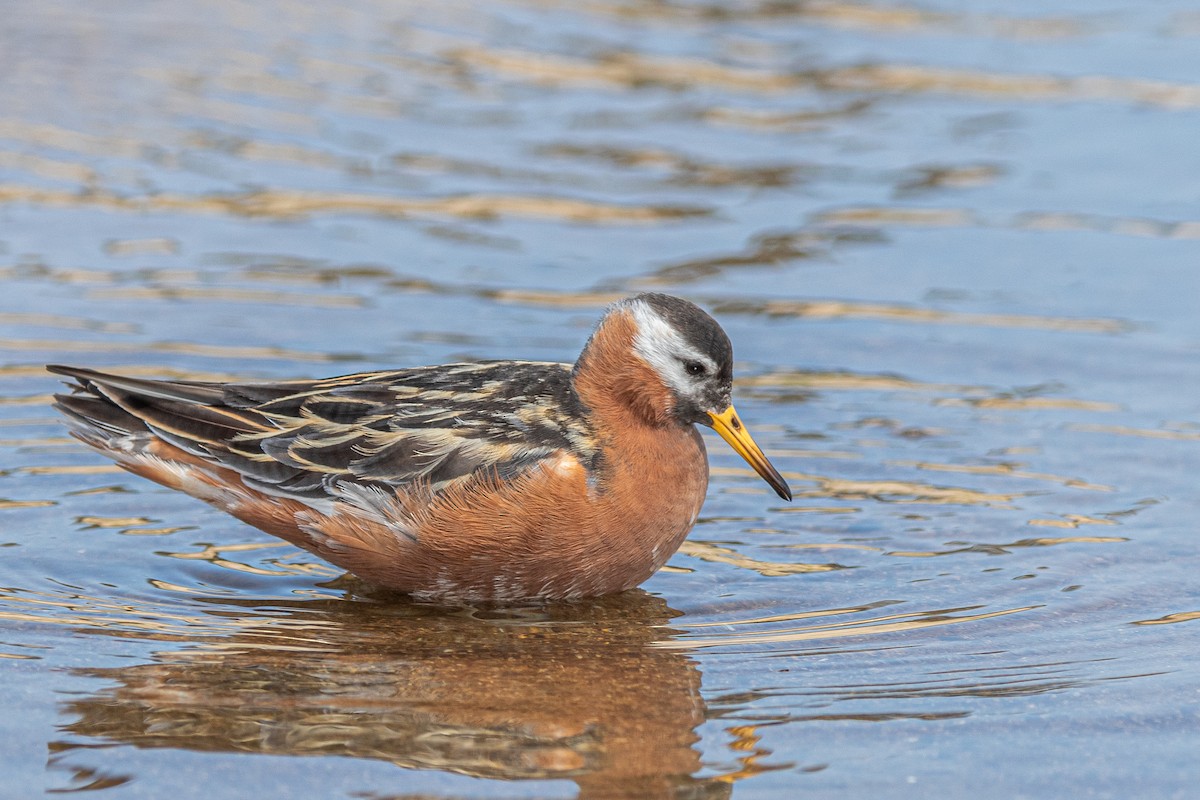 Red Phalarope - ML276650051