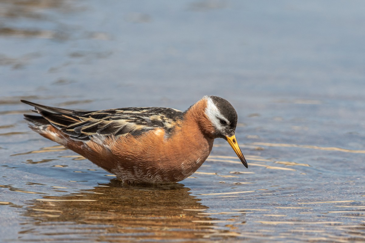 Red Phalarope - ML276650061