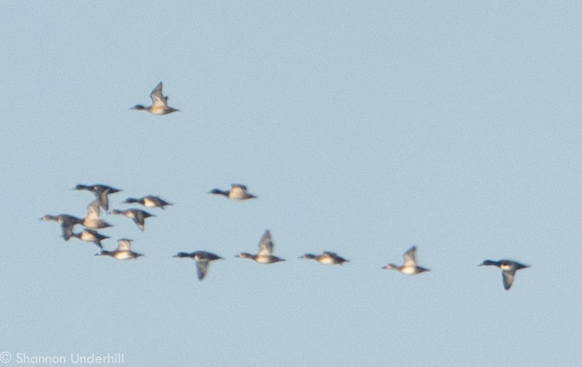 Greater Scaup - ML276650091