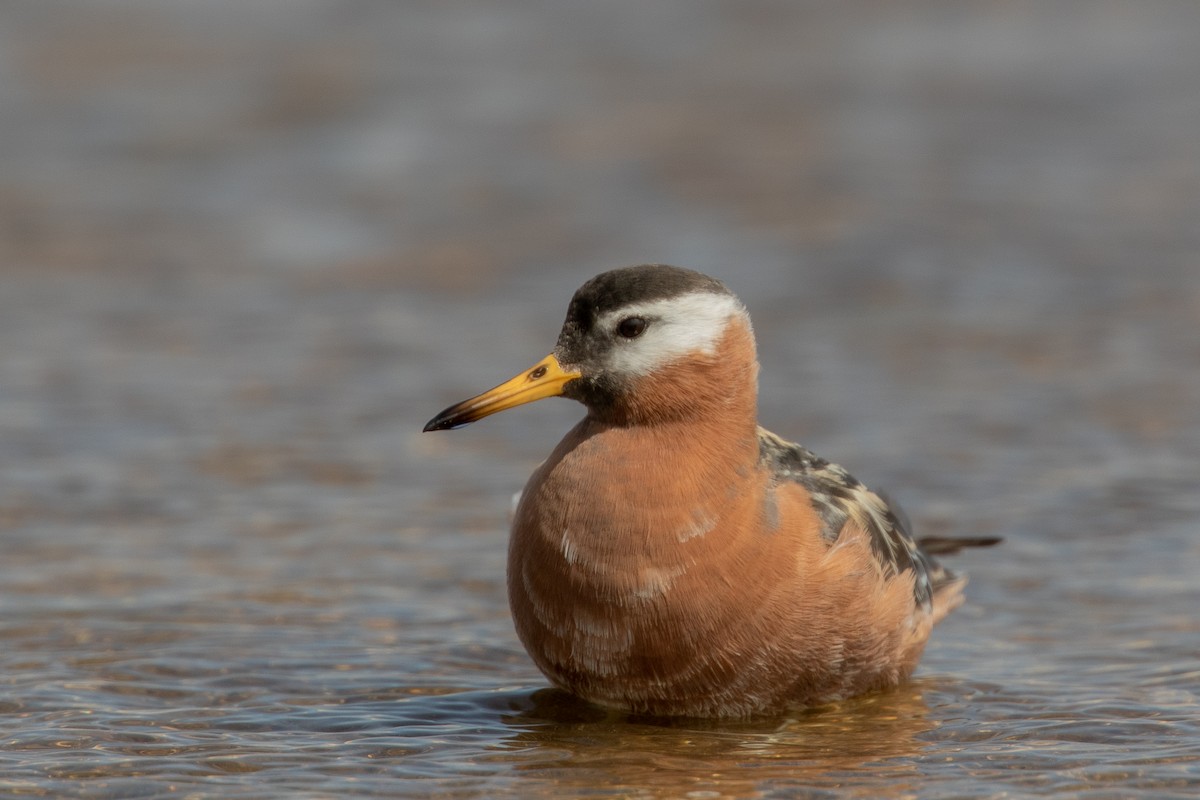 Red Phalarope - ML276650661