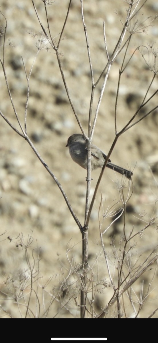 Bushtit - ML276652481