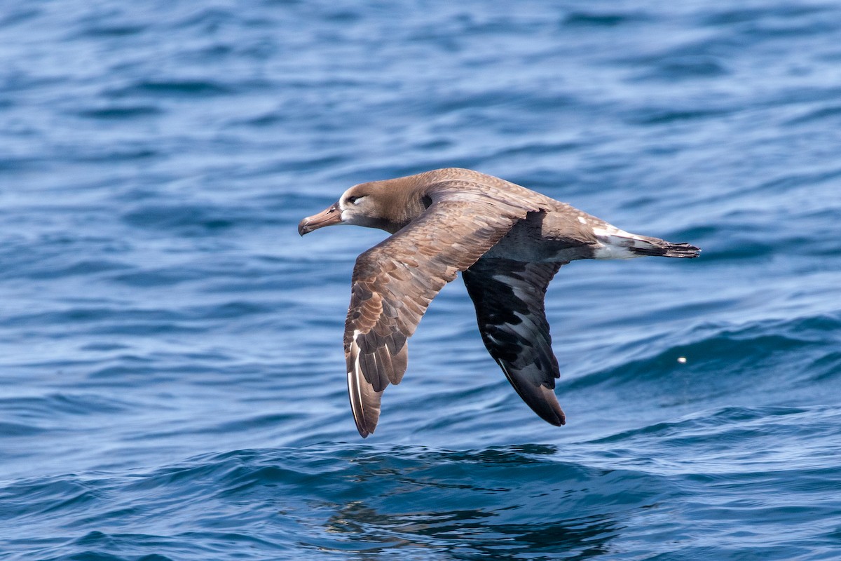 Black-footed Albatross - Joshua Stacy