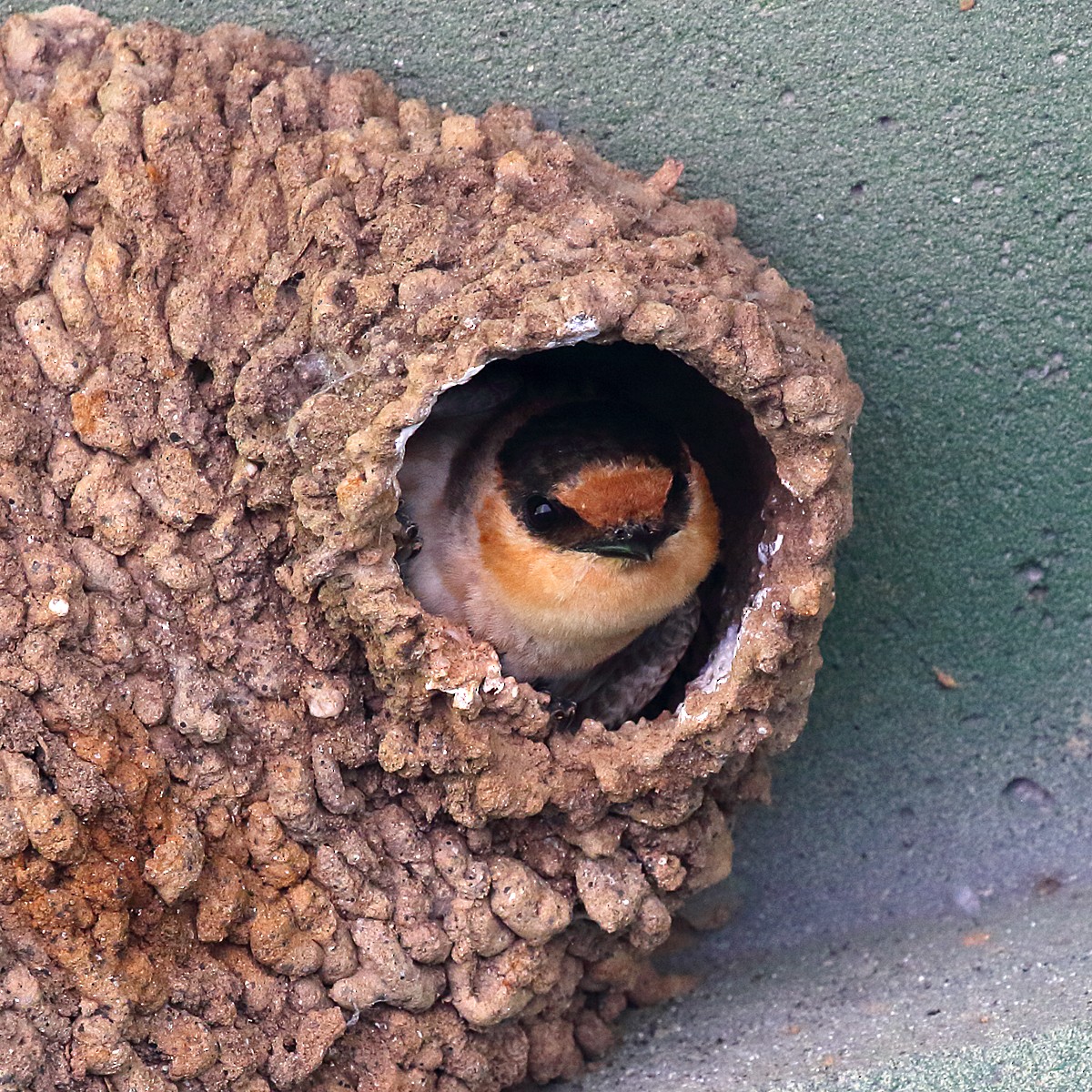 Cave Swallow (Texas) - Dan Vickers