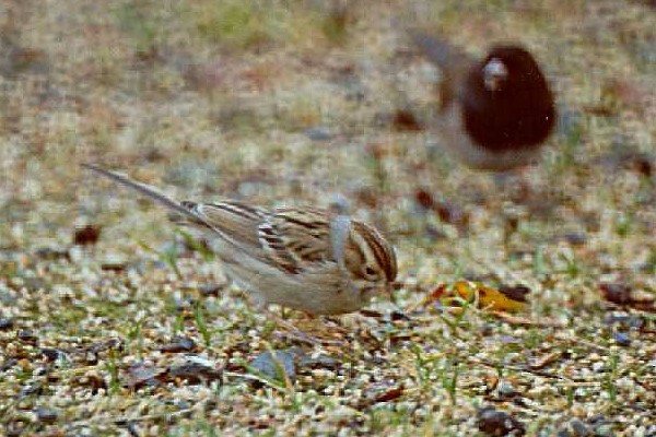 Clay-colored Sparrow - ML276653801