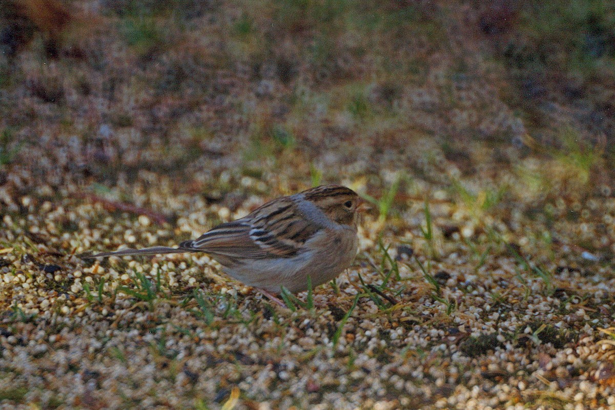 Clay-colored Sparrow - ML276653821