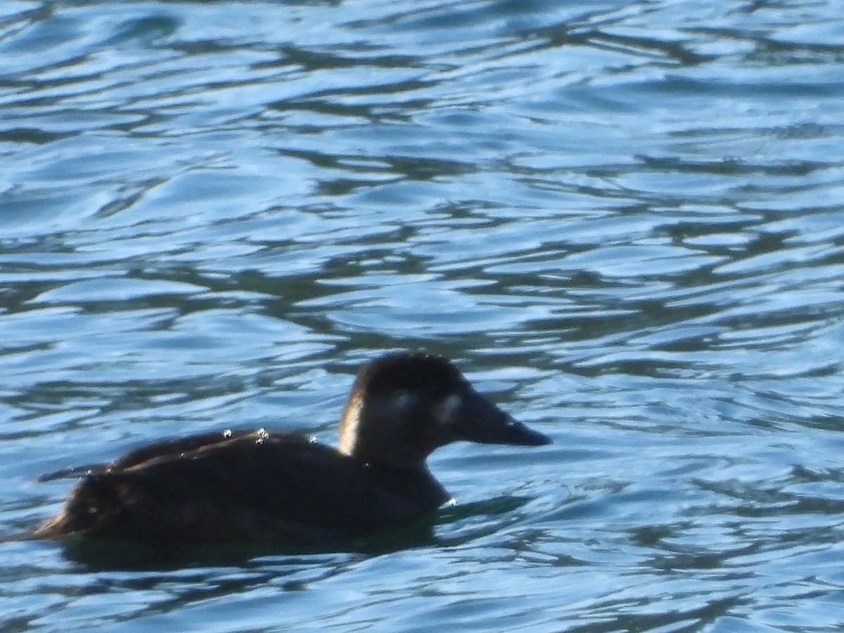 Surf Scoter - ML276655951