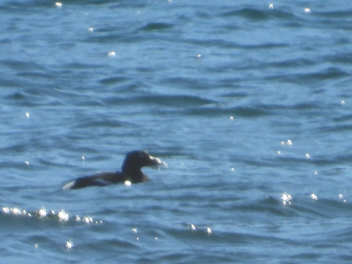 White-winged Scoter - victor fesolowitz