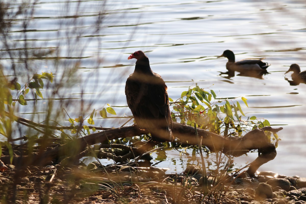 Turkey Vulture - jordana m