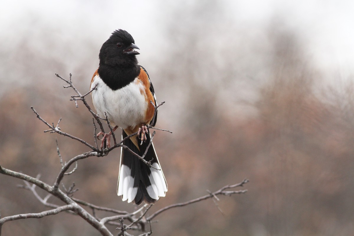 Eastern Towhee - ML27665801