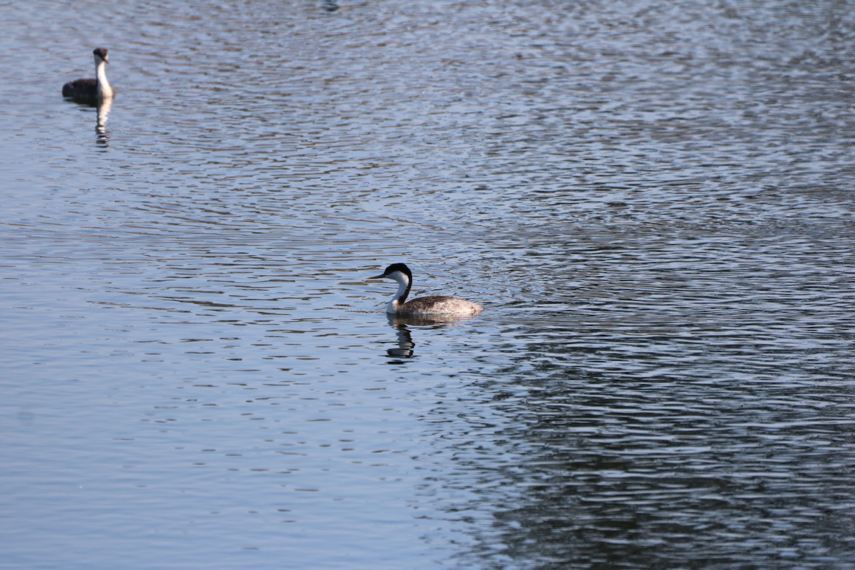 Western Grebe - ML276658151