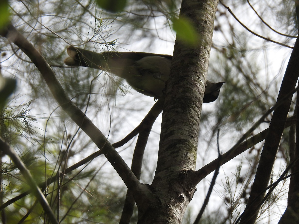 Gray Butcherbird - ML276658341