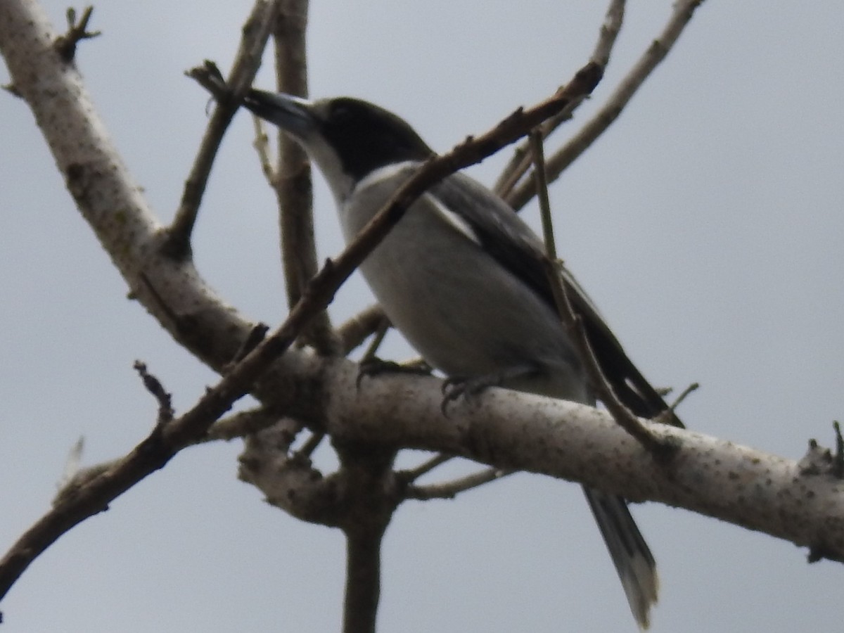 Gray Butcherbird - ML276658351